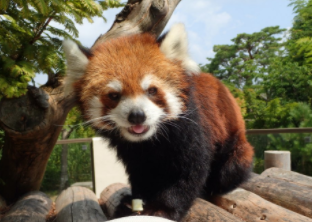 京都市動物園のおすすめの駐車場5選！安くて便利なおすすめの駐車場はどこ？