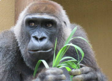 京都市動物園のニシゴリラ