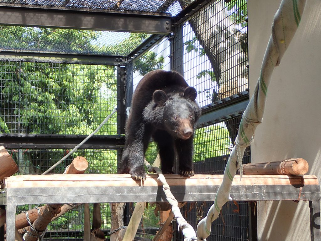 京都市動物園のツキノワグマ