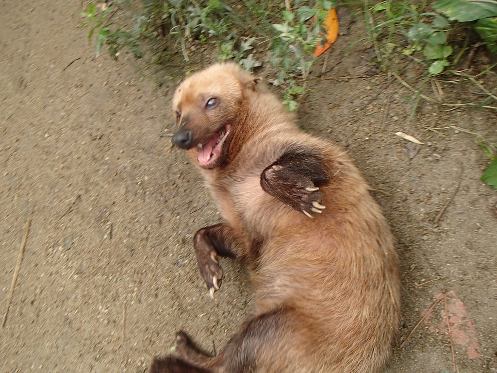 京都市動物園のヤブイヌ