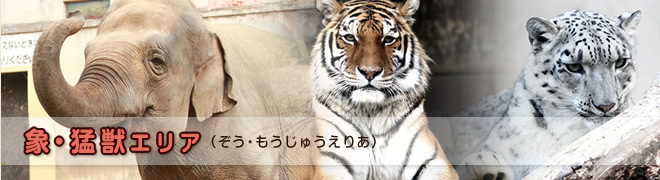 象・猛獣エリア