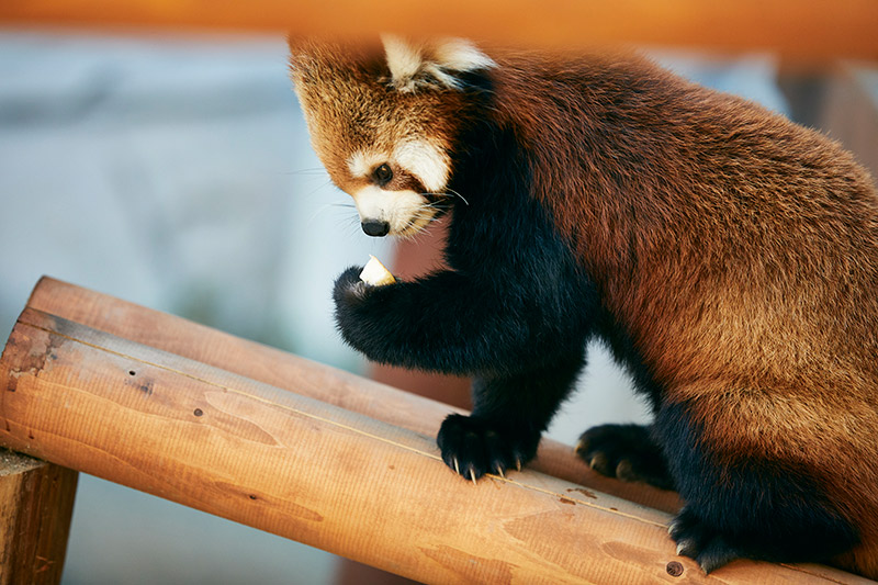 愛くるしいレッサーパンダ