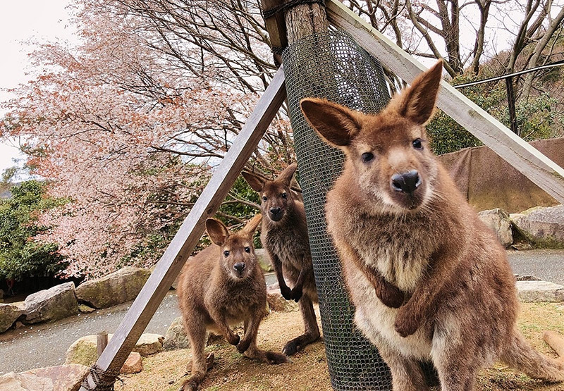 ウォーキングサファリ内の様子