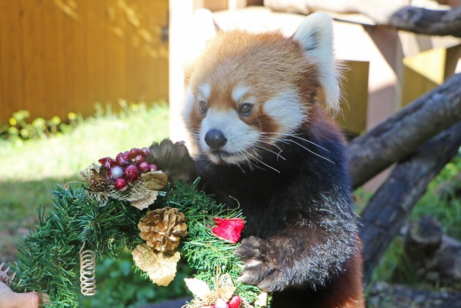 クリスマスプレゼントを受け取るレッサーパンダ