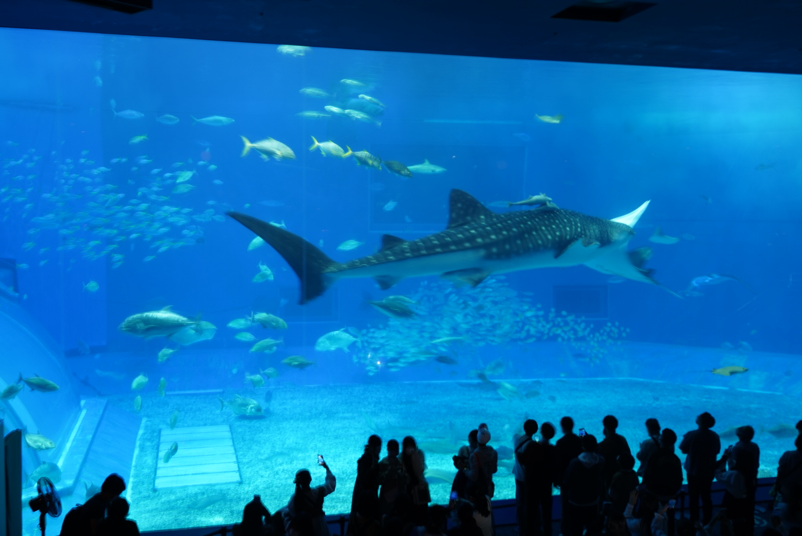 美ら海水族館のジンベエザメ情報まとめ！美ら海水族館のジンベエザメのプロフィール、展示内容、見どころやジンベエザメの生態など徹底解説