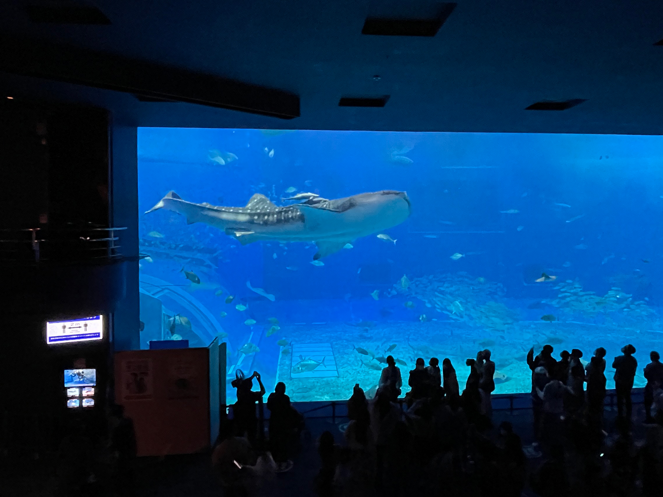 美ら海水族館のジンベエザメ