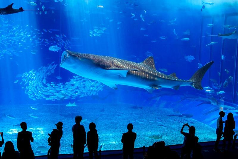 美ら海水族館のジンベエザメ