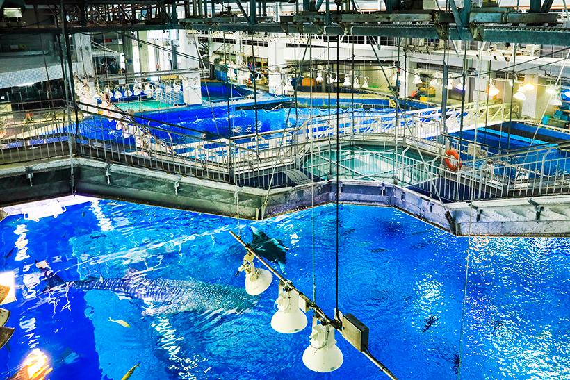 美ら海水族館の黒潮探検