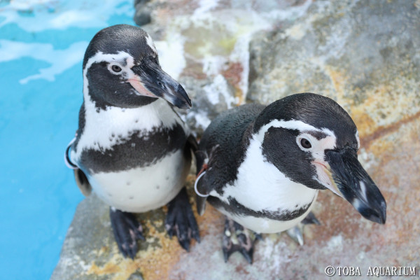 仲の良いペンギン