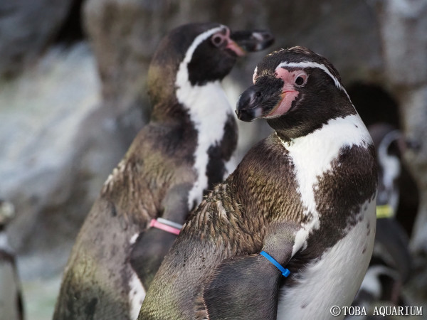 凛々しい表情のペンギン