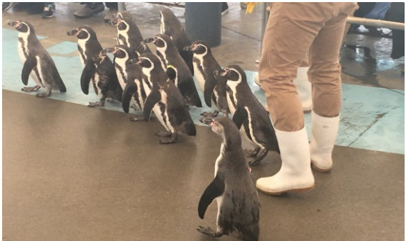 散歩中のペンギン