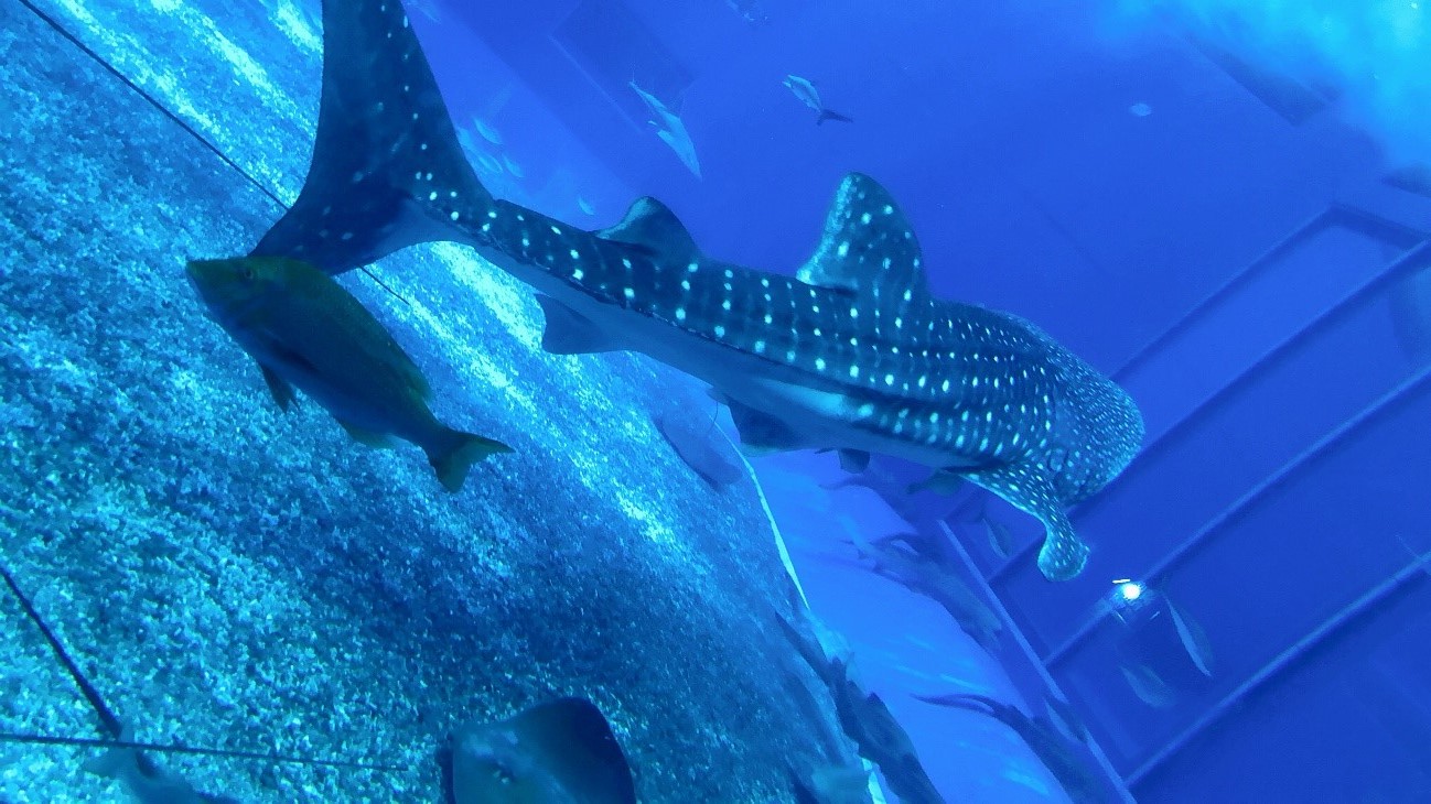 美ら海水族館といえばジンベエザメ