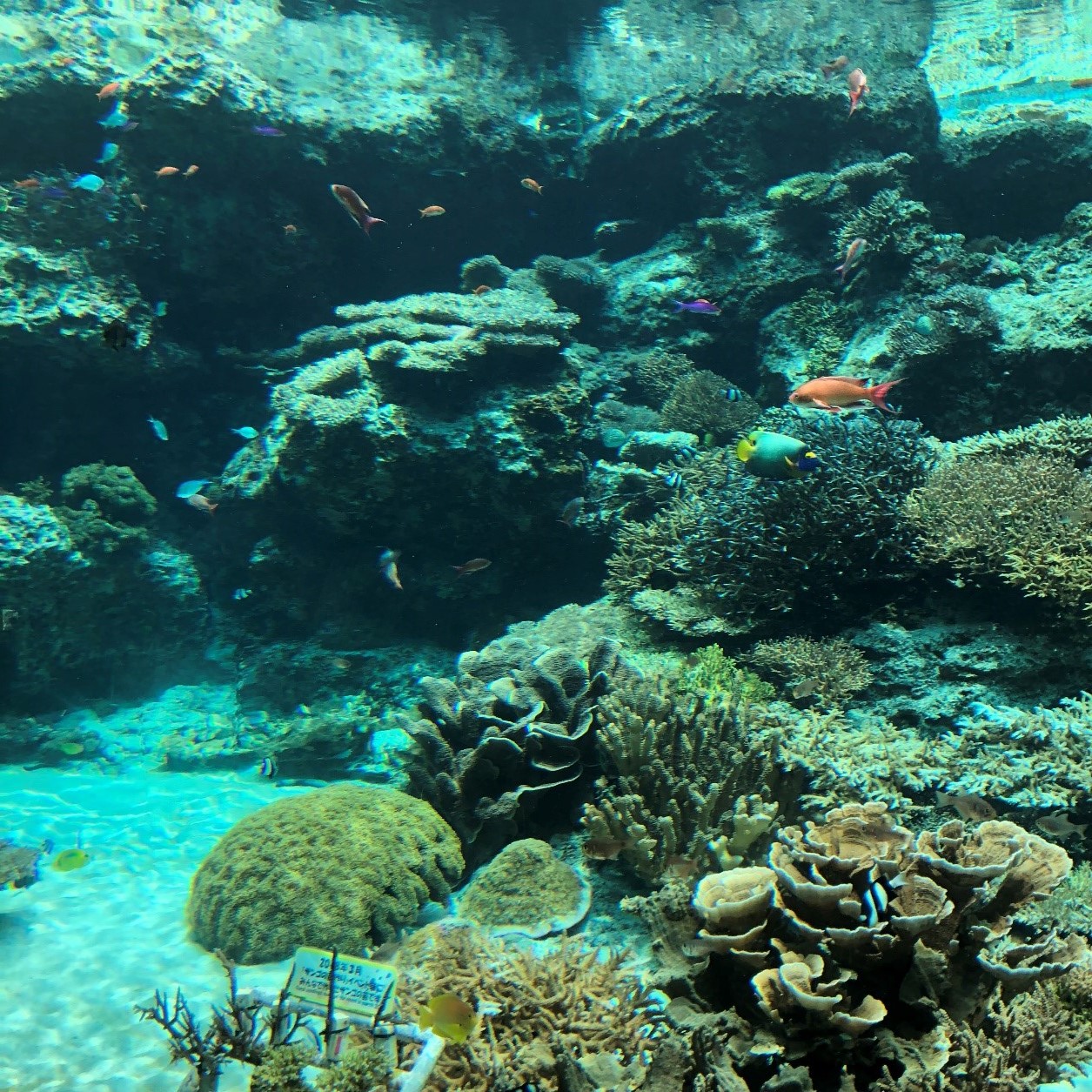 美ら海水族館の魚たち