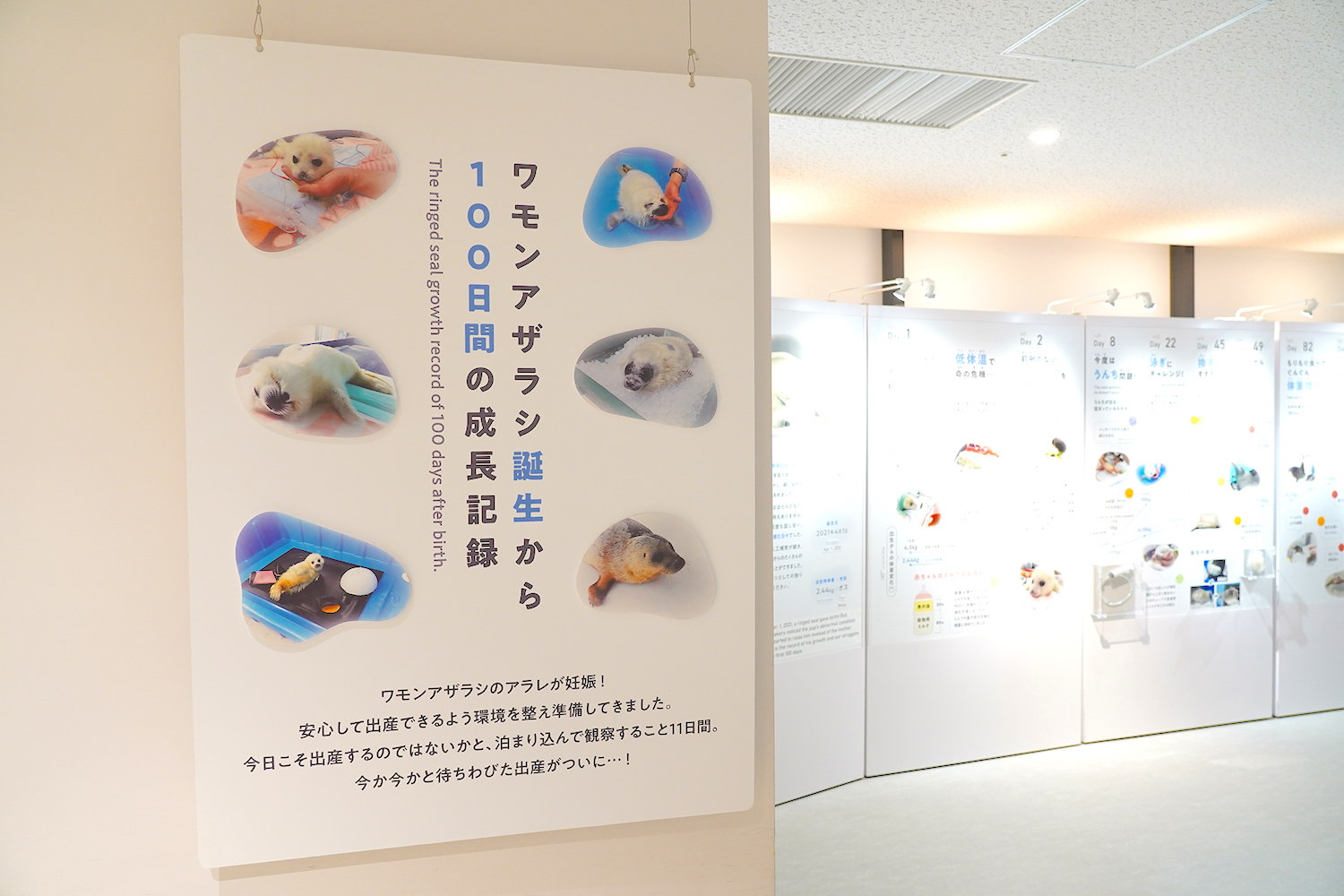 ミゾレちゃんの成長記録の展示