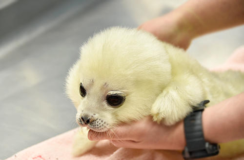 生まれたばかりのワモンアザラシの赤ちゃん（ミゾレ）