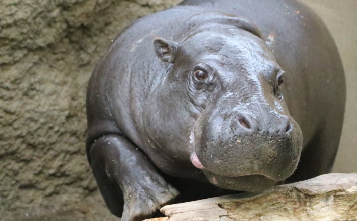 神戸動物王国のコビトカバ