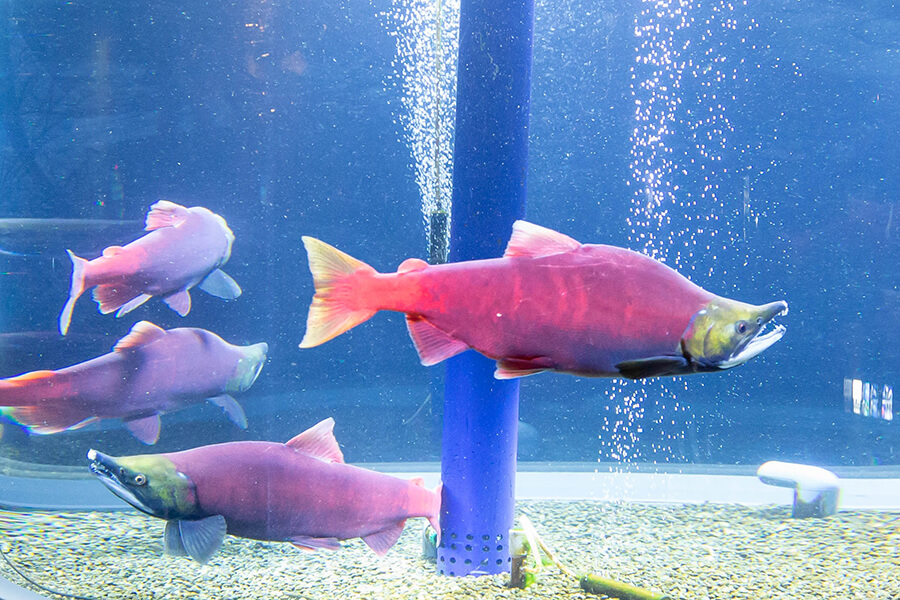 サケのふるさと千歳水族館