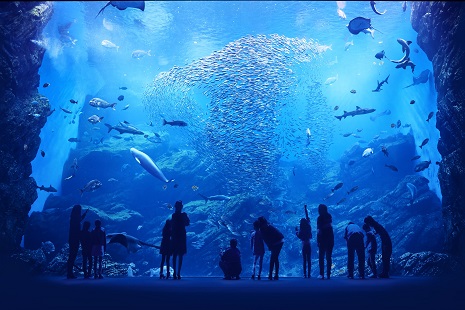 仙台うみの杜水族館の「いのちきらめく　うみ」水槽