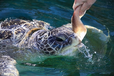 姫路市立水族館