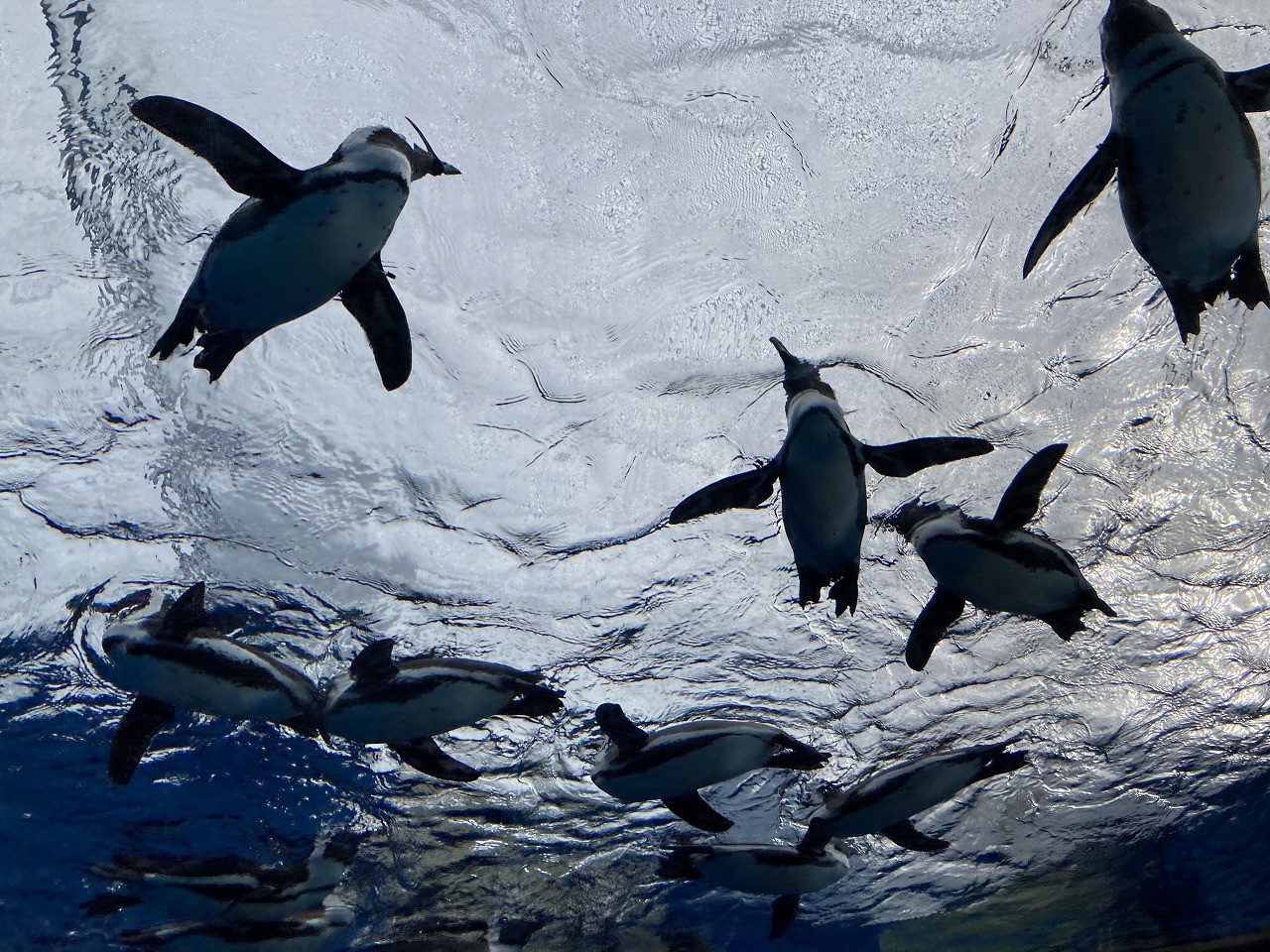 天空のペンギン