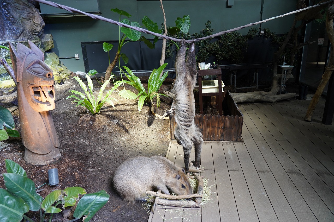 食事中のカピバラをのぞき込むフタユビナマケモノの「アコ」