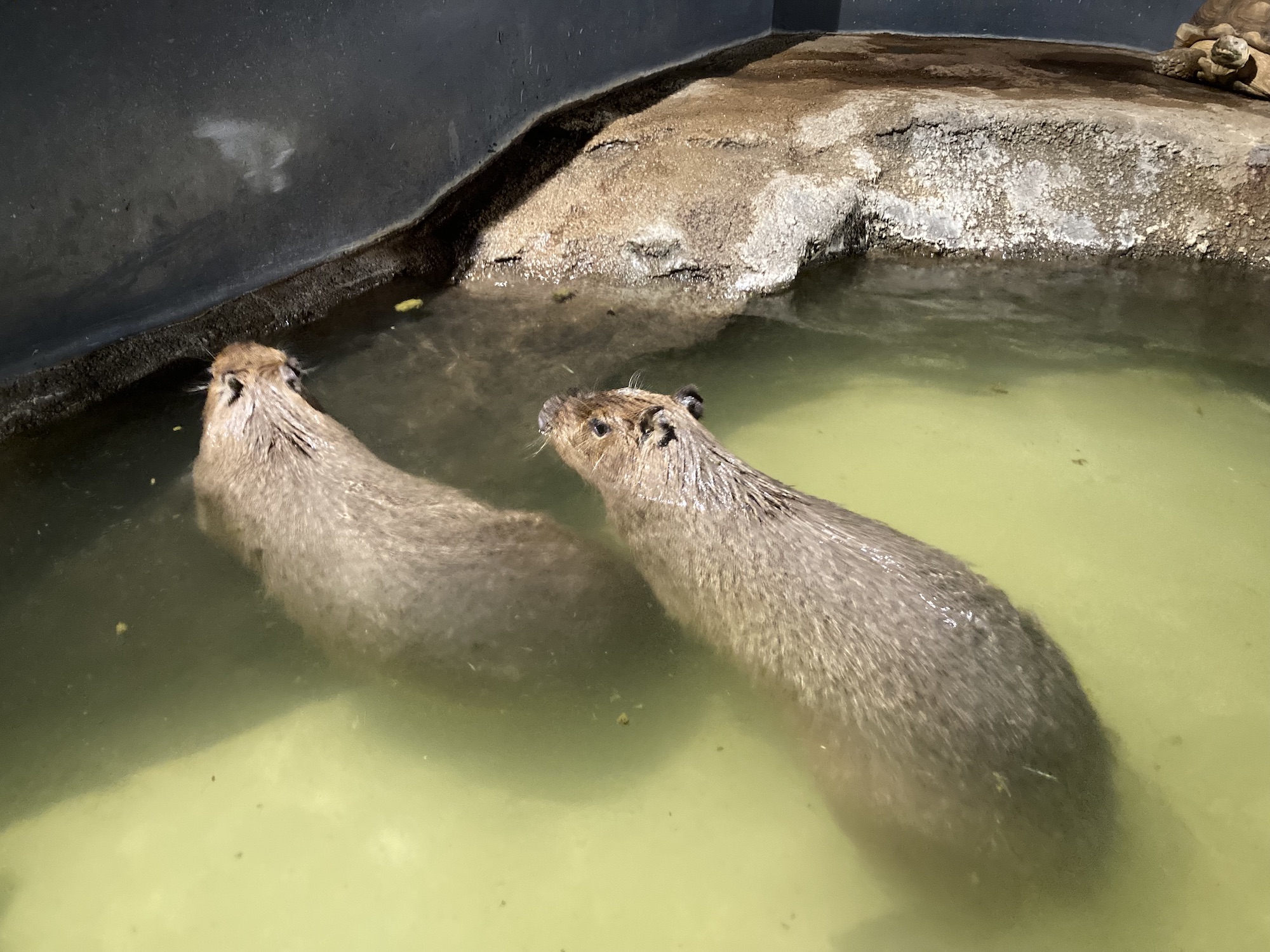 アクアパークにはカピパラも何ともユニークな水族館です