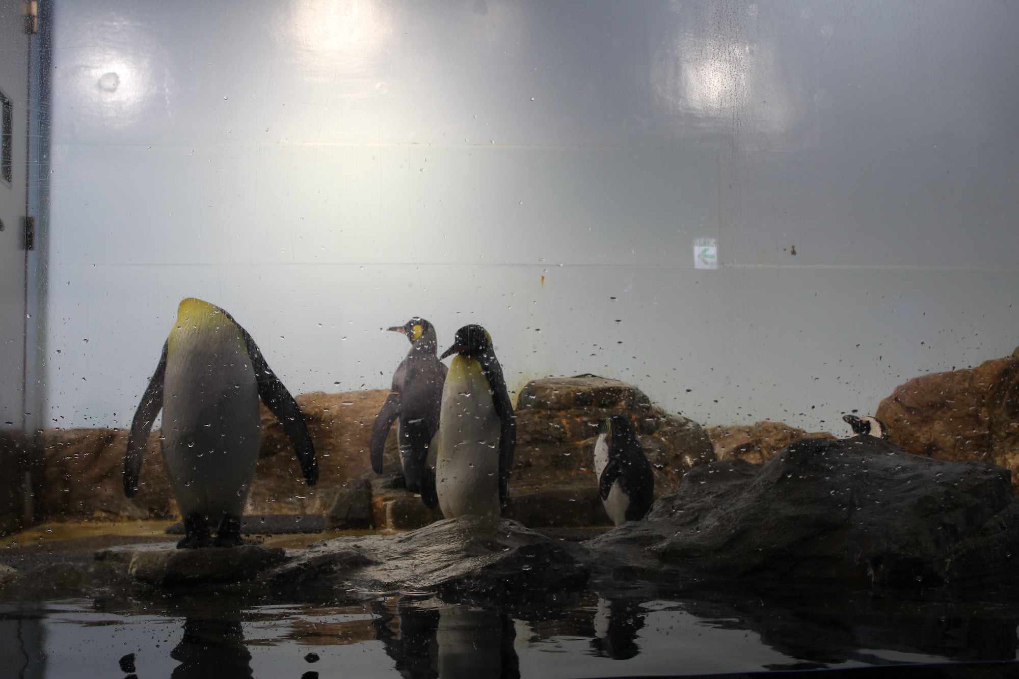 アクアパーク品川内にはペンギンたちもいますよ！