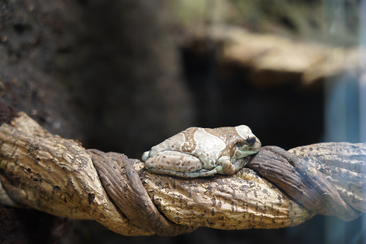 ジュウジメドクアマガエル