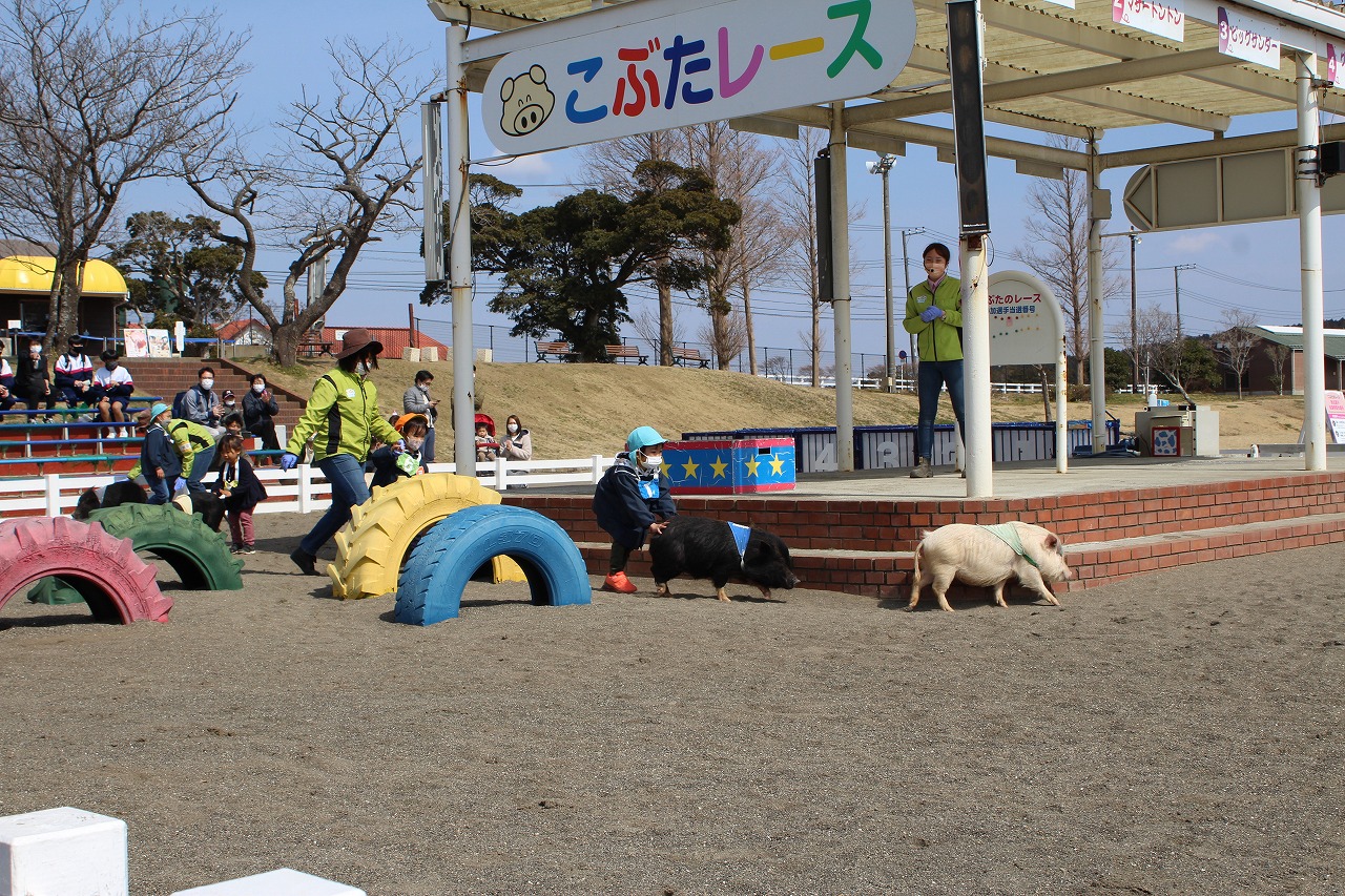 自由気ままなこぶたの動きにレースは大盛り上がり