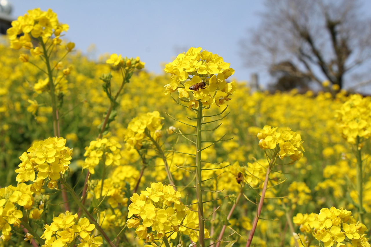 満開の菜の花にミツバチたちも忙しそう