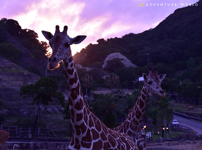 夕日の中のキリン