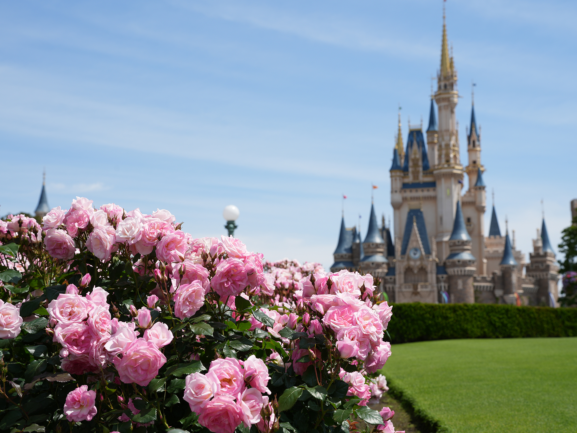 ディズニーランド・シーに咲く花の見頃はいつ？花の種類や花壇の場所まとめ！ディズニーランドローズも