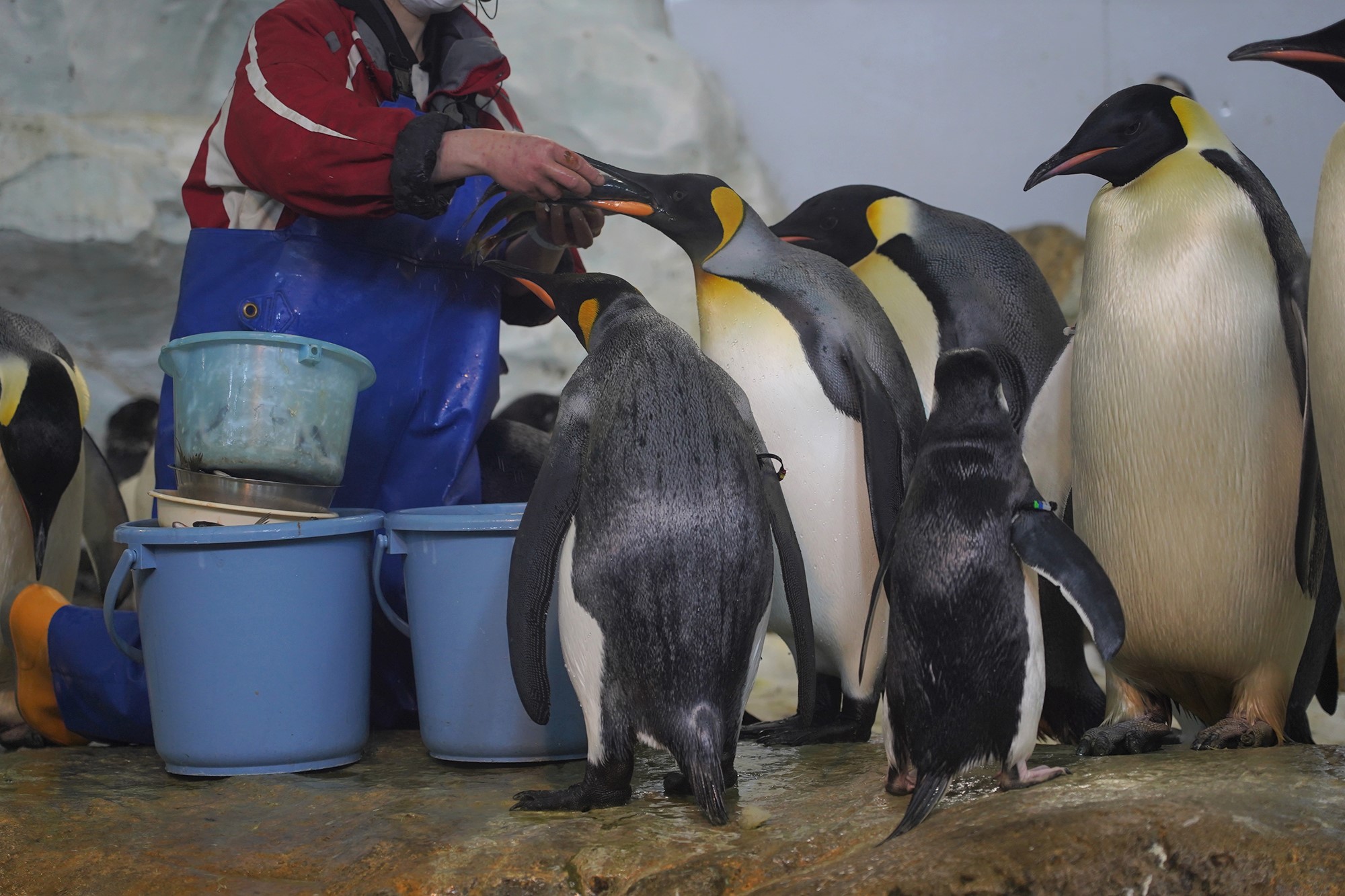 ペンギンの食事タイム