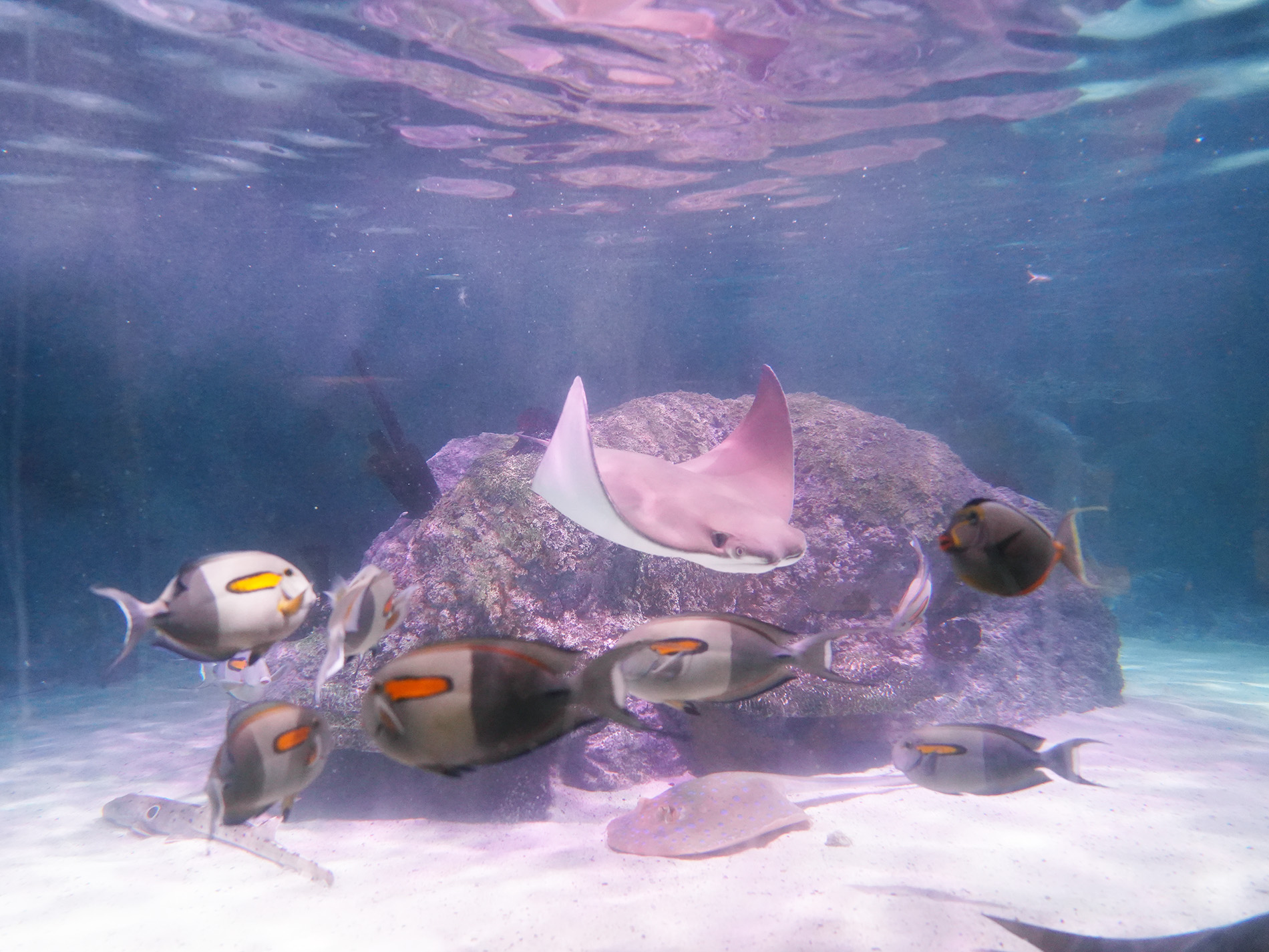 シーライフ名古屋の魚たち