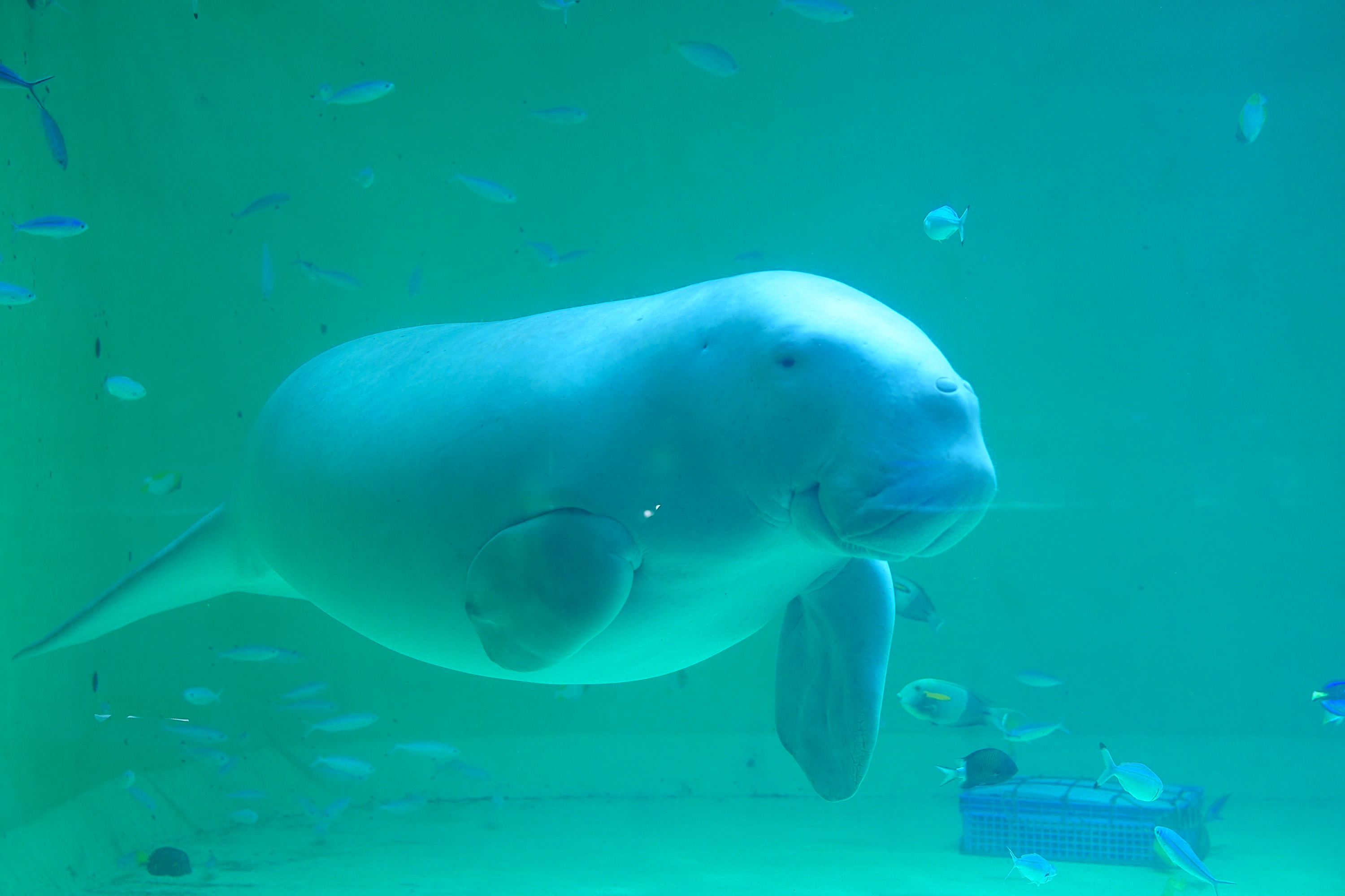 鳥羽水族館のお土産ショップ