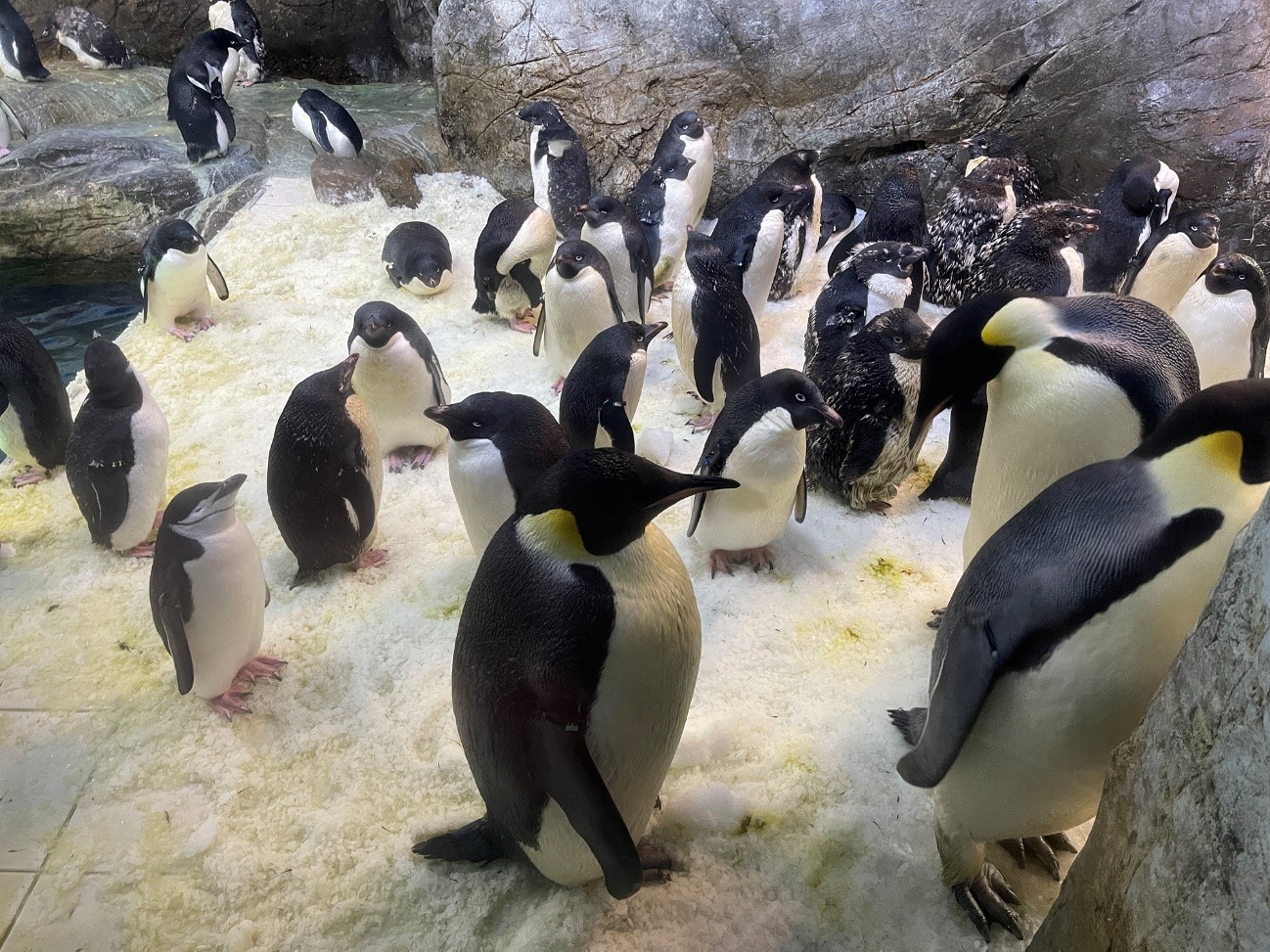 アドベンチャーワールドのペンギン