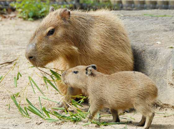 ふれあい広場