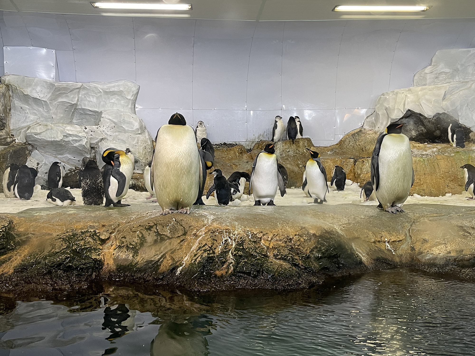 アドベンチャーワールドのペンギン