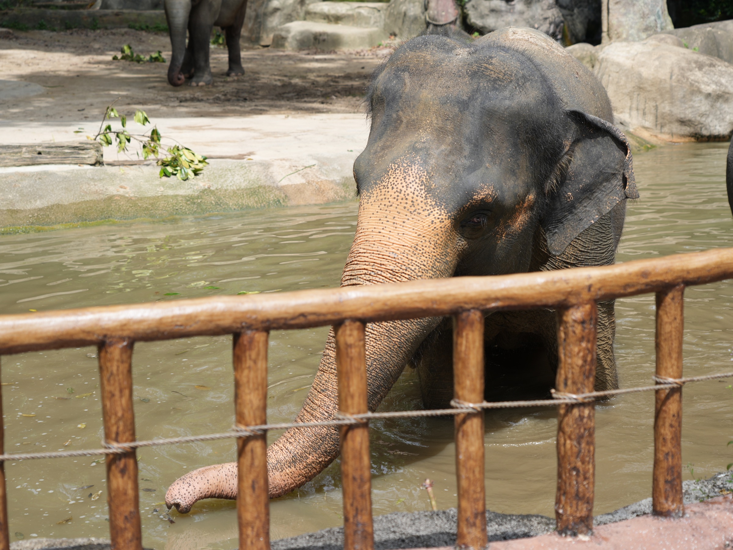 シンガポール動物園：アジアゾウ