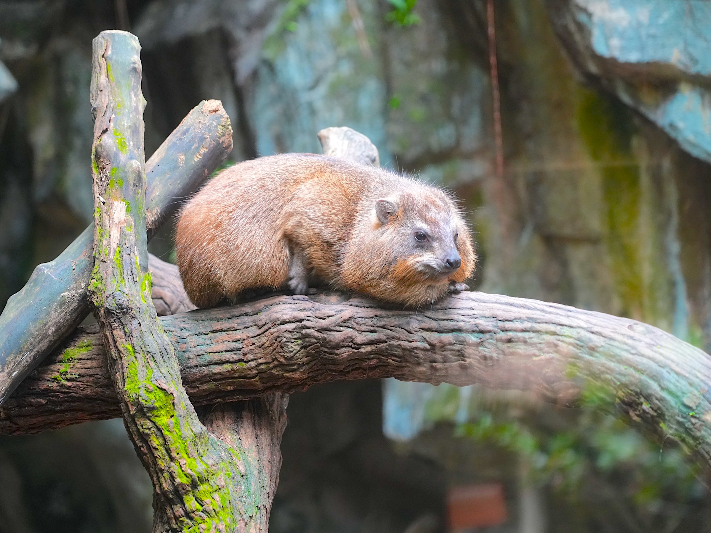 シンガポール動物園：営業時間