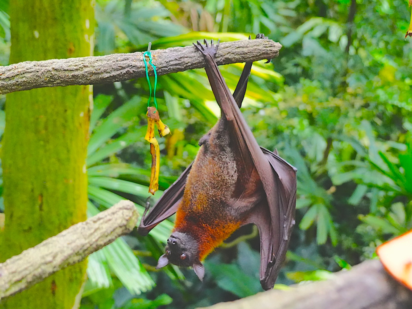 シンガポール動物園：オオコウモリ