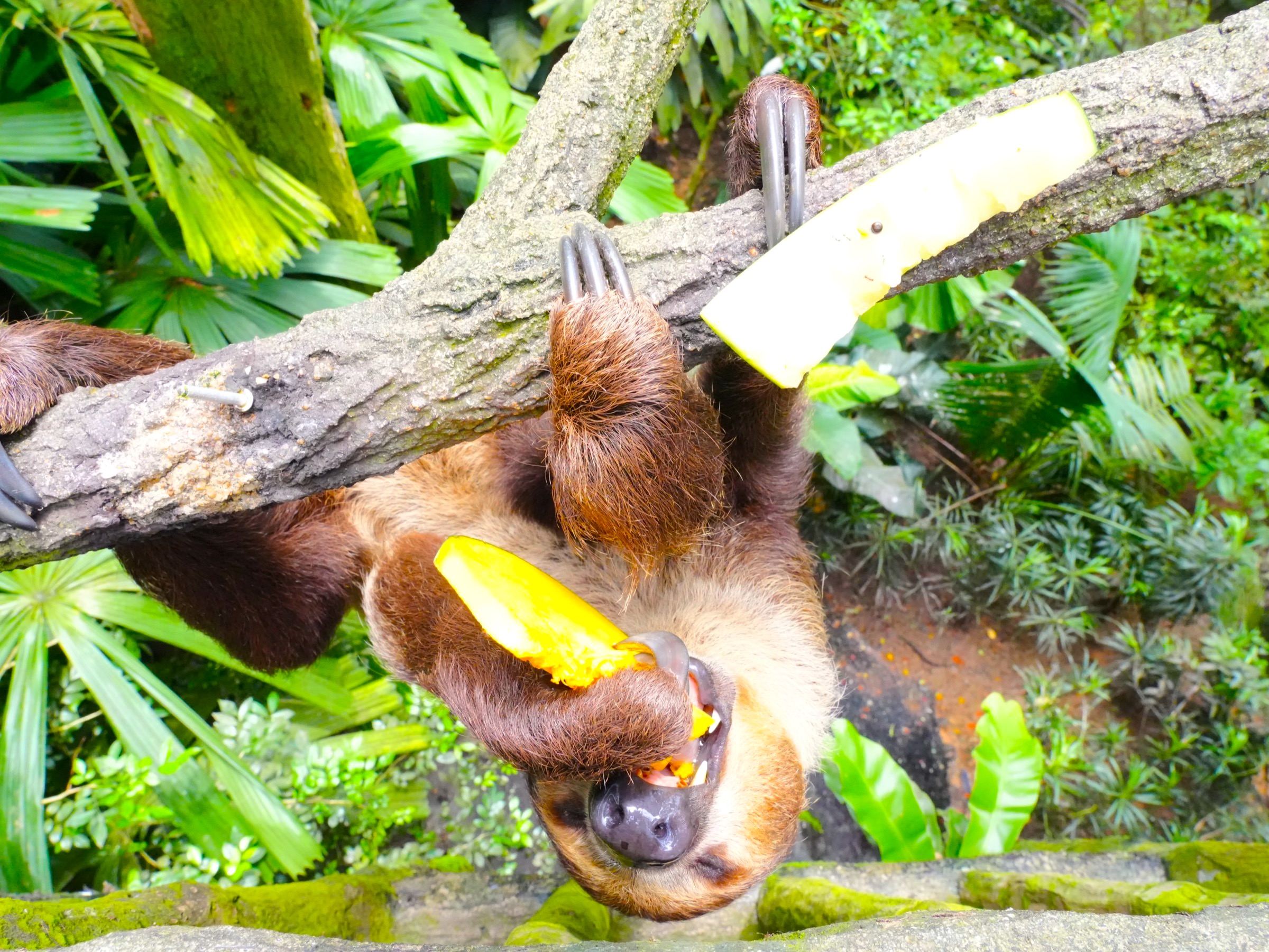 シンガポール動物園：ナマケモノ