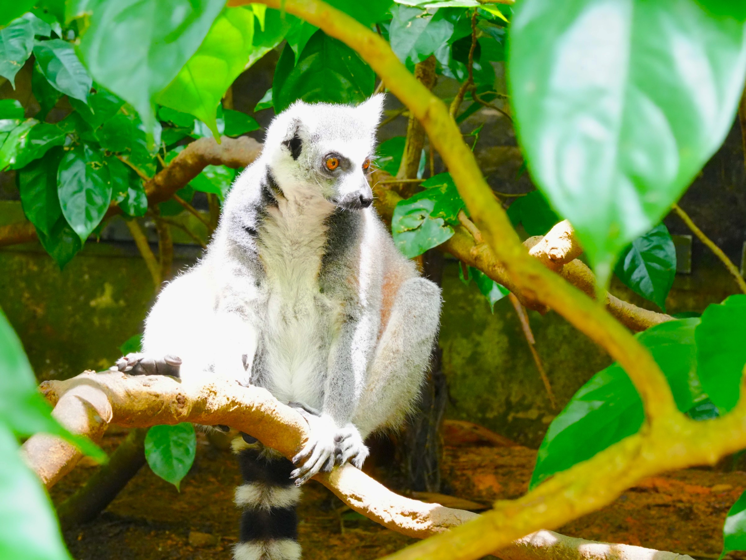 シンガポール動物園：ワオキツネザル