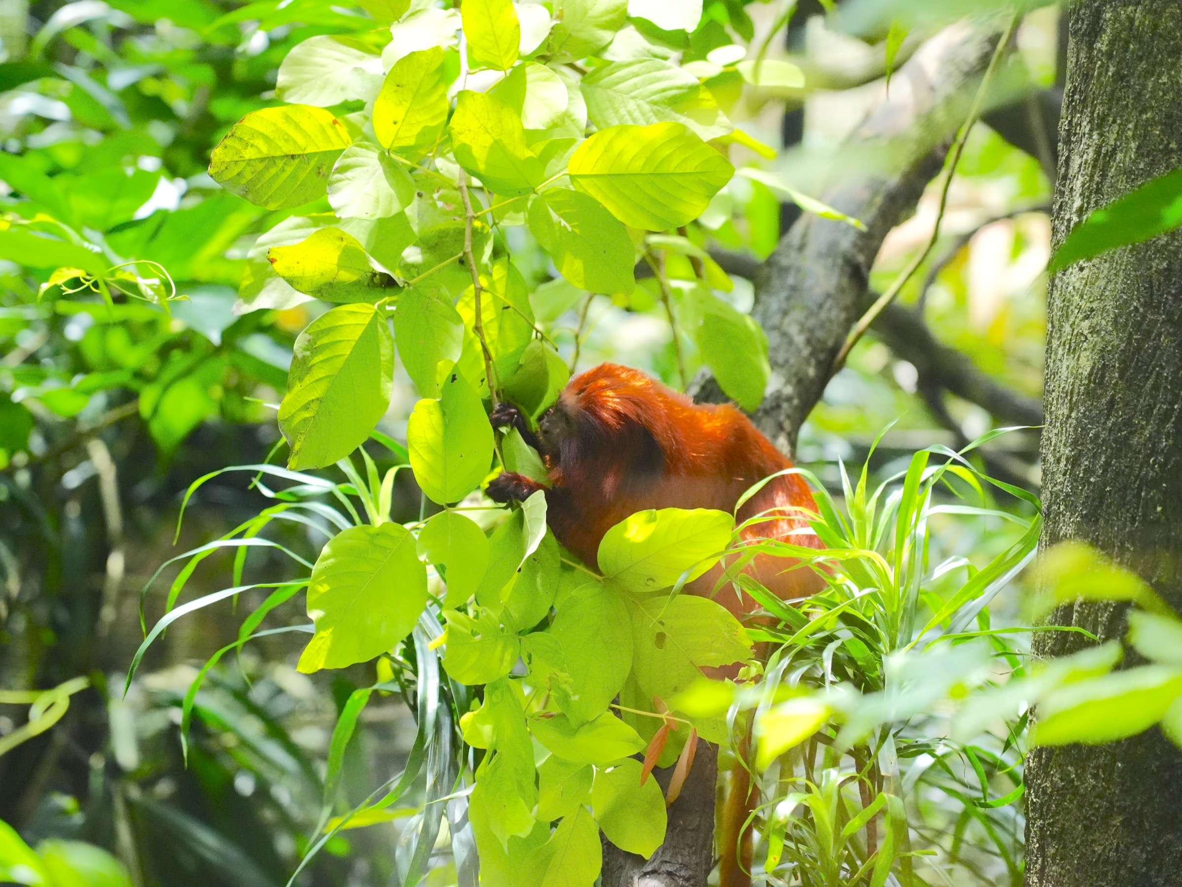 シンガポール動物園：ゴールデンライオンタマリン