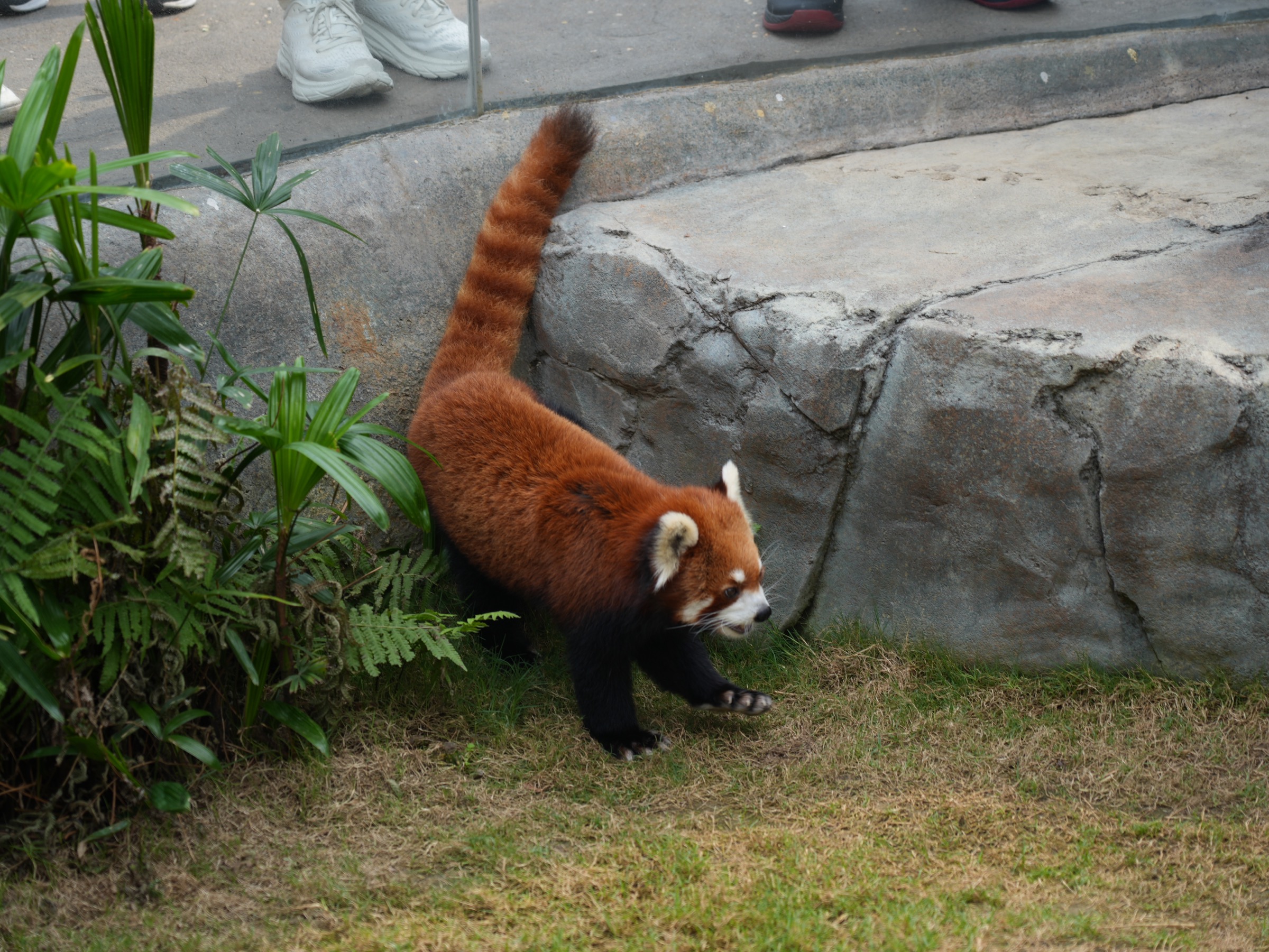 香港オーシャンパーク：レッサーパンダ