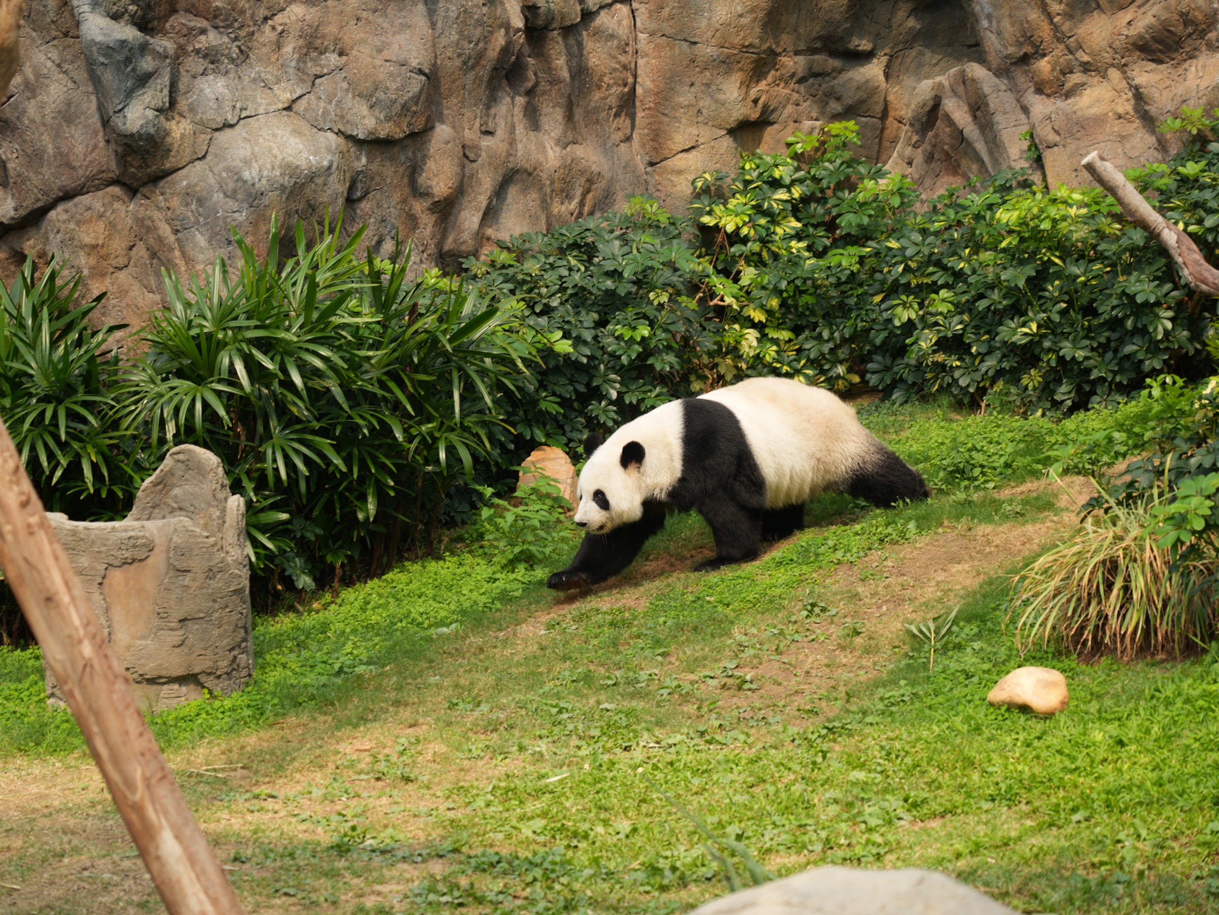 香港オーシャンパーク：動物園としてのみどころ