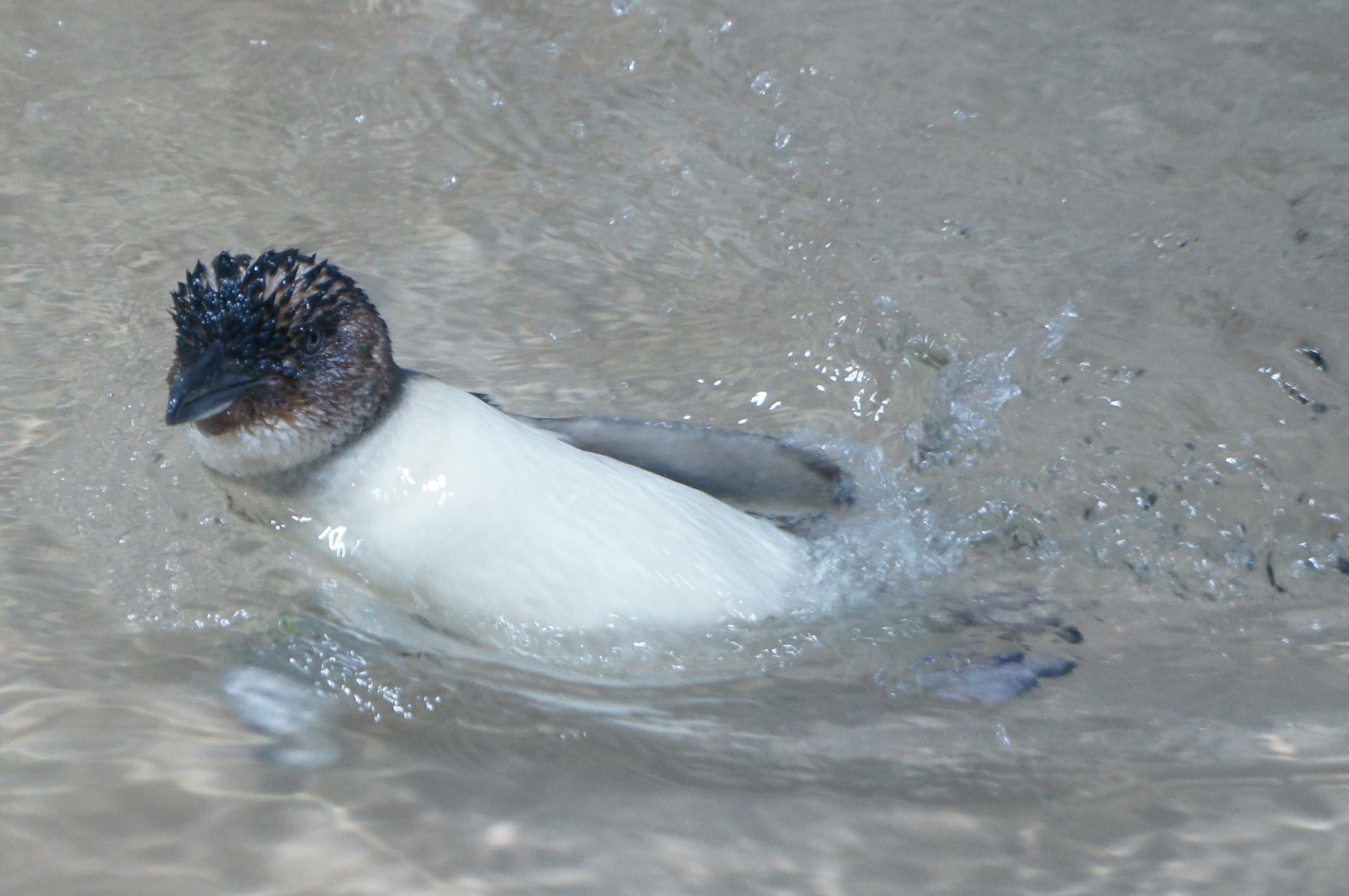 AOAO SAPPOROのフェアリーペンギン