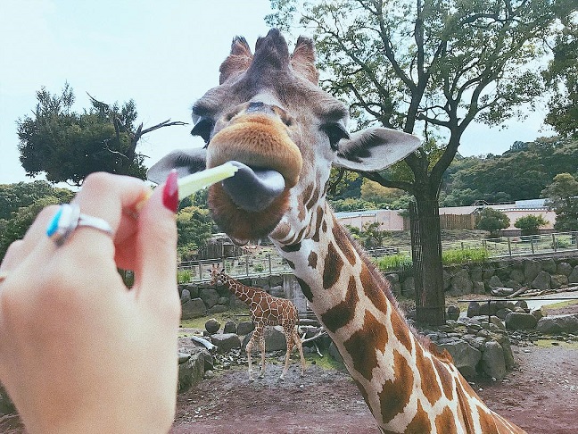 動物とも触れ合える