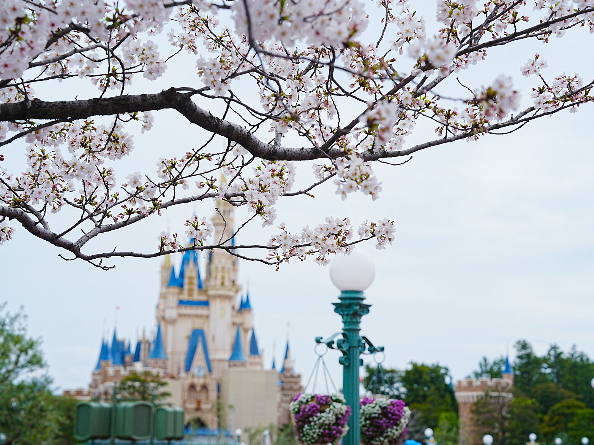 ディズニーランドの桜