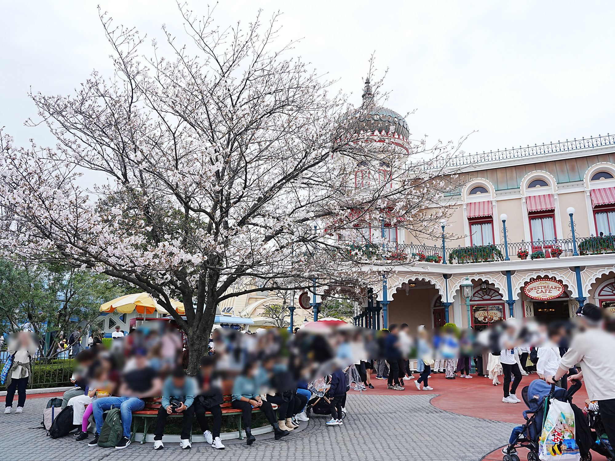 スウィートハート・カフェ前の桜